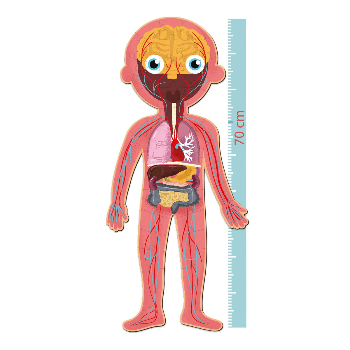 Puzzle | Corpo Humano | 240 Peças
