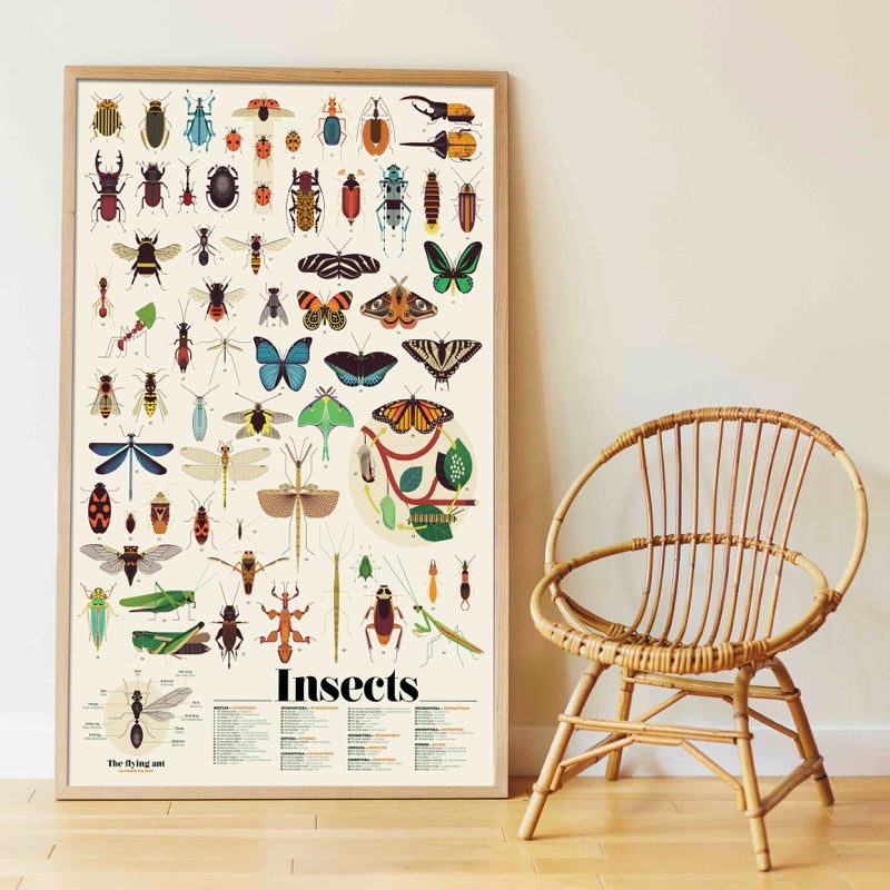 Discovery | Insects