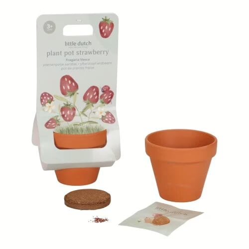 Planta e Vaso | Morango