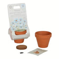 Planta e Vaso | Não me Esqueças