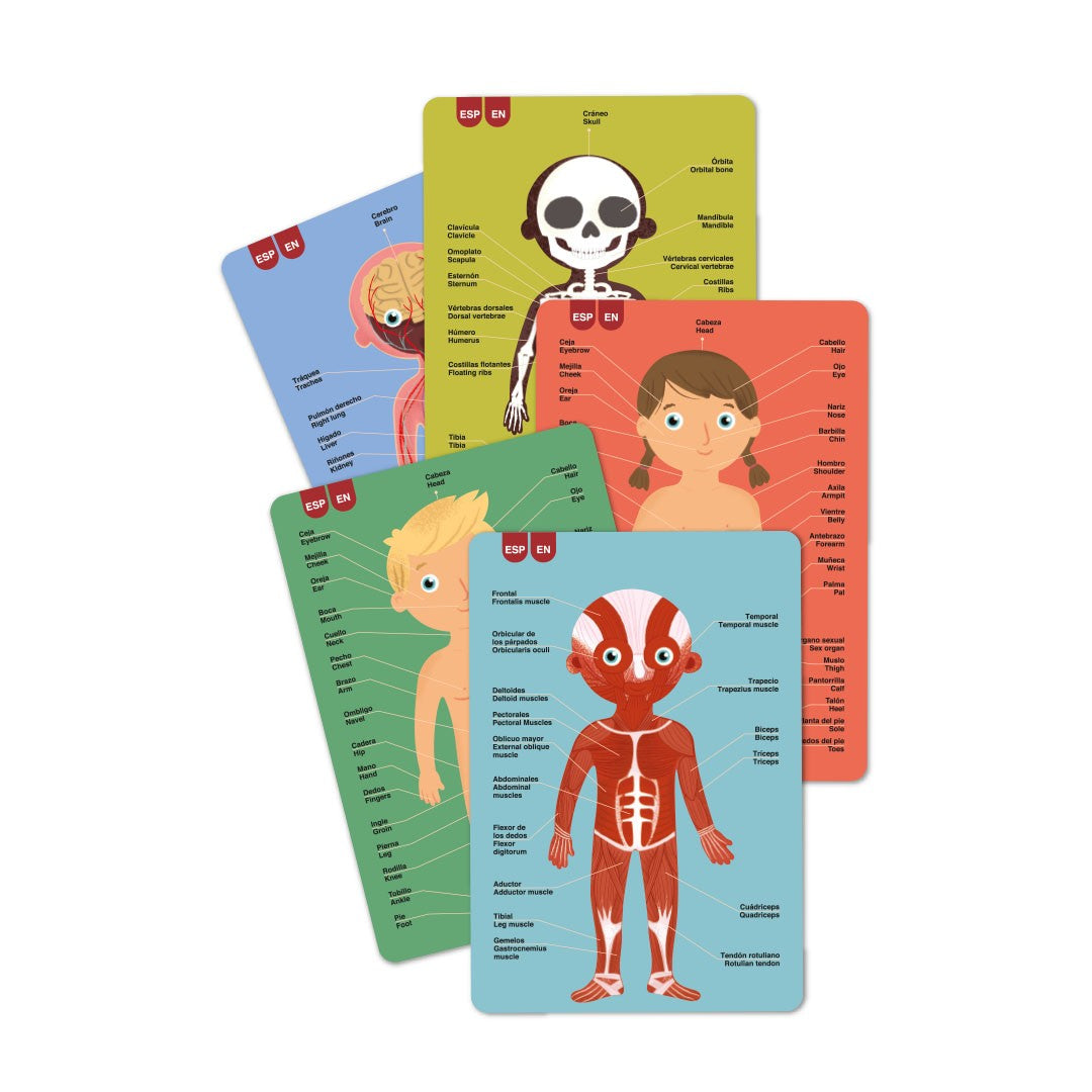 Jogo Magnático | Corpo Humano