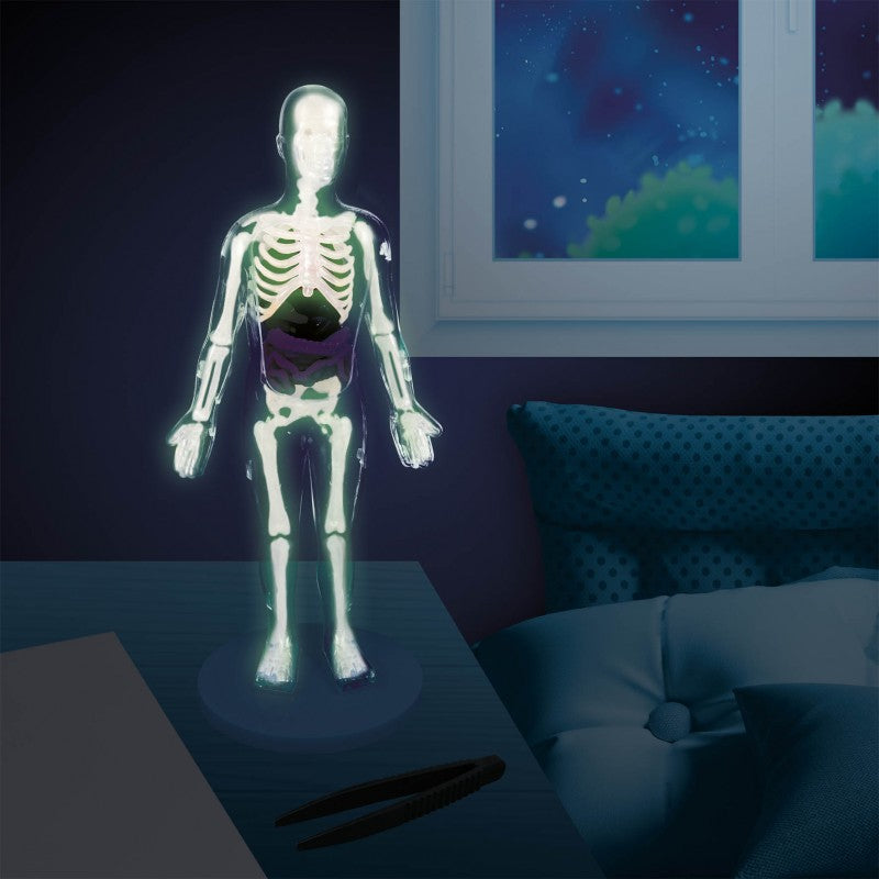 Corpo Humano | Orgãos Macios | Ossos Fluorescentes