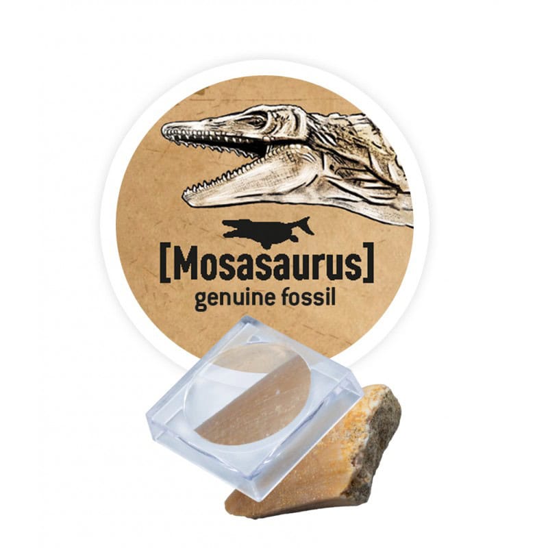 Dino Dig | Brachiosaurus