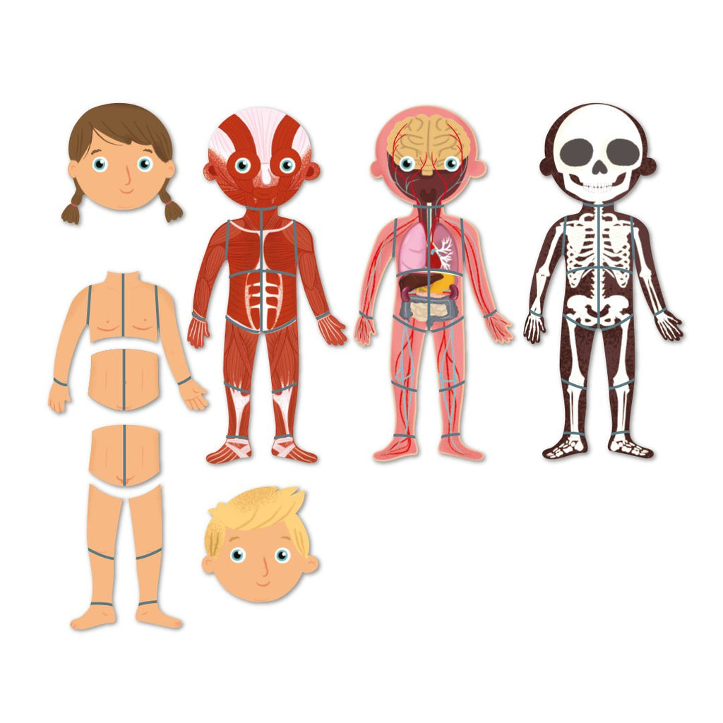 Jogo Magnático | Corpo Humano