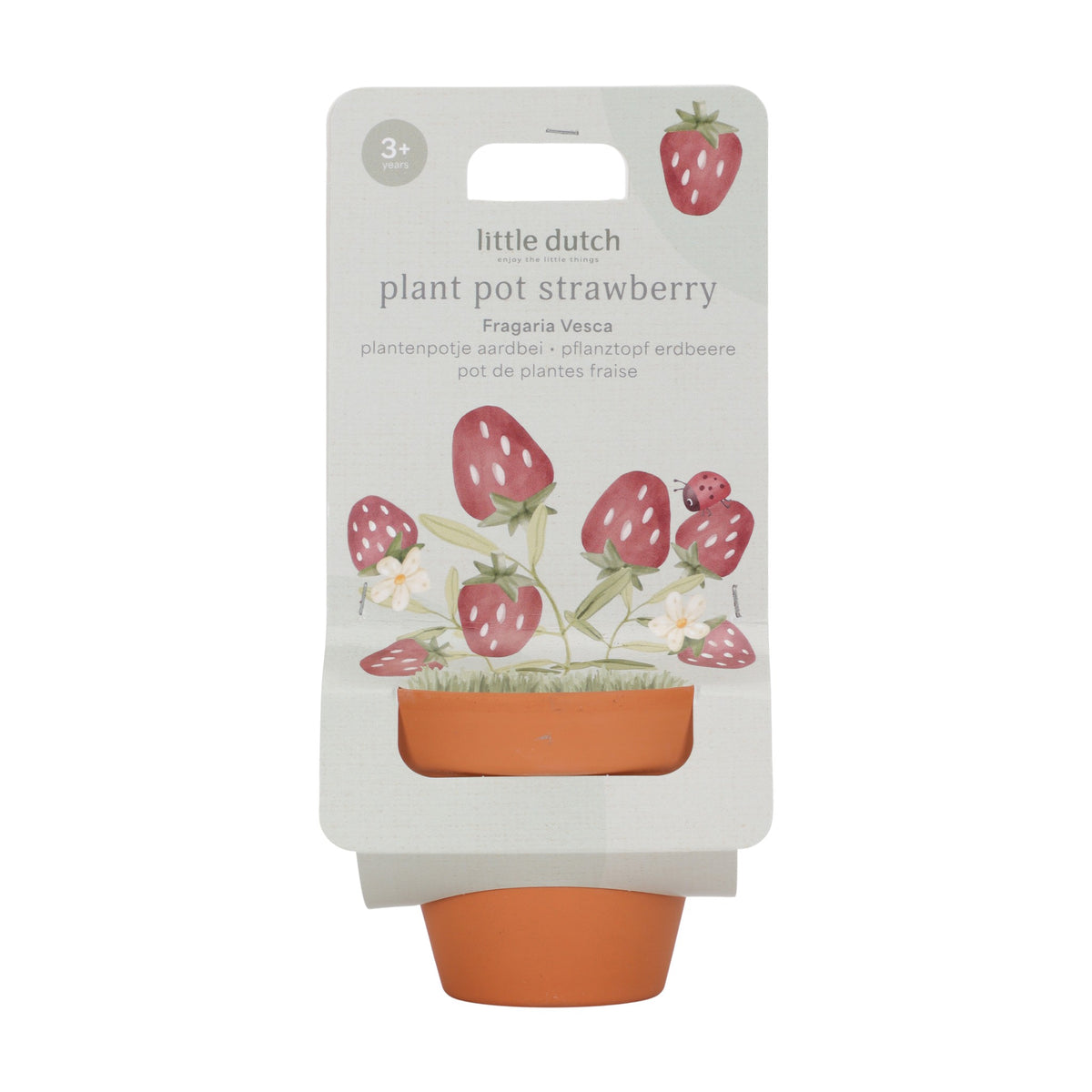 Planta e Vaso | Morango - Little Dutch