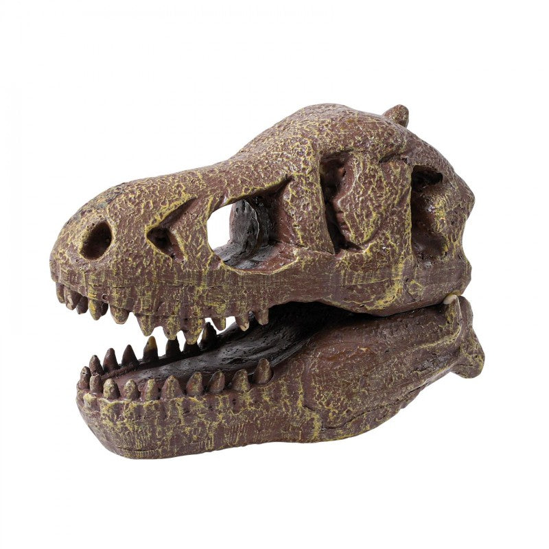 Crânio Dinossauro | Tirannosauro