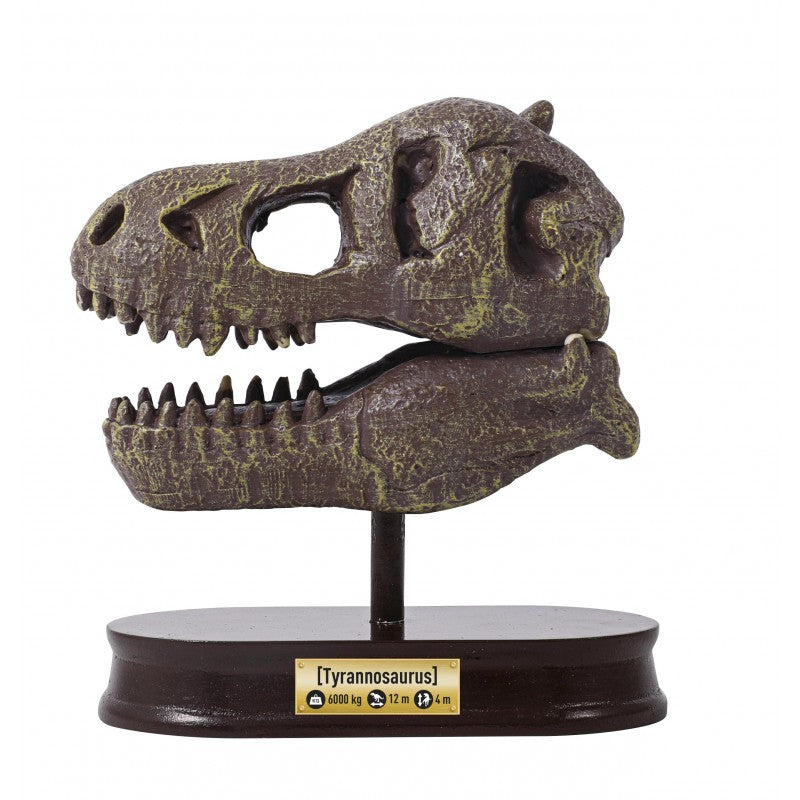 Crânio Dinossauro | Tirannosauro