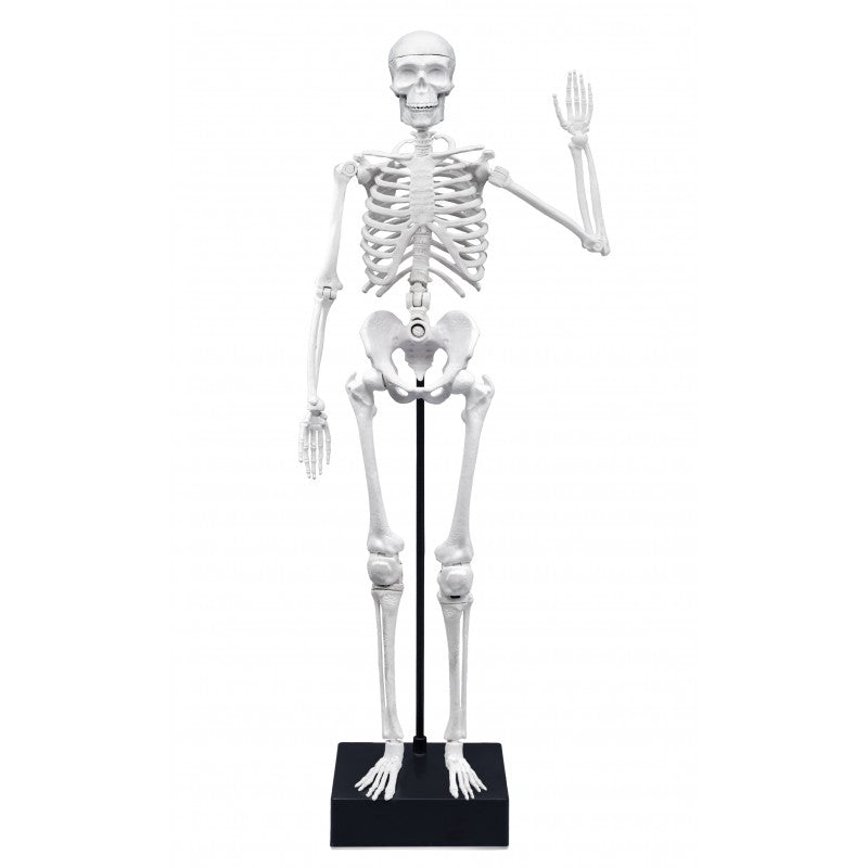 Esqueleto Articulado Gigante | 45 cm