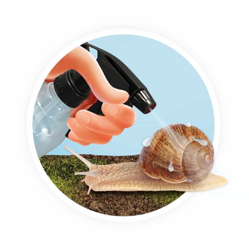 Casa | Caracóis
