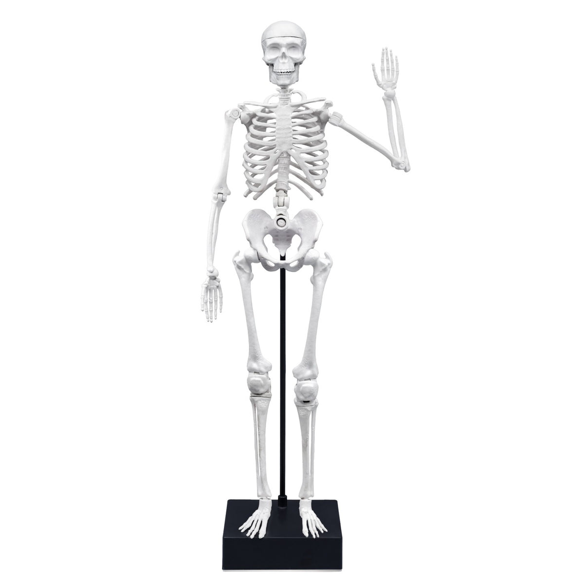 Esqueleto Articulado Gigante 45 cm Buki - imagem 3