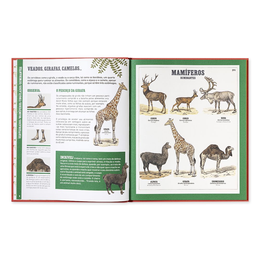 O Grande Livro dos Animais - Edicare - imagem 2